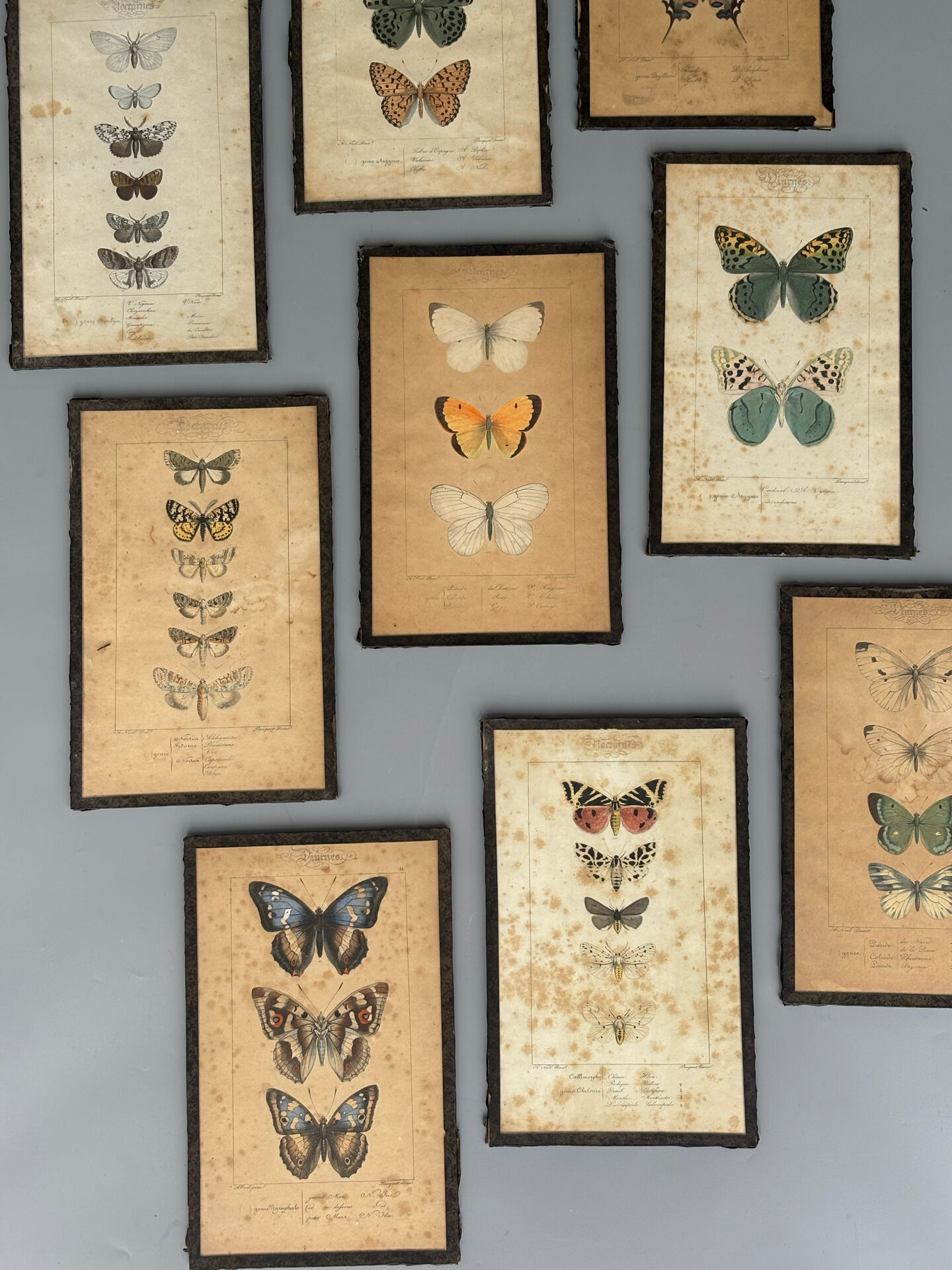 Ensemble de neuf anciens cadres de planches décoratives de papillons