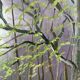 Vintage original forest landscape oil painting, circa 1960s