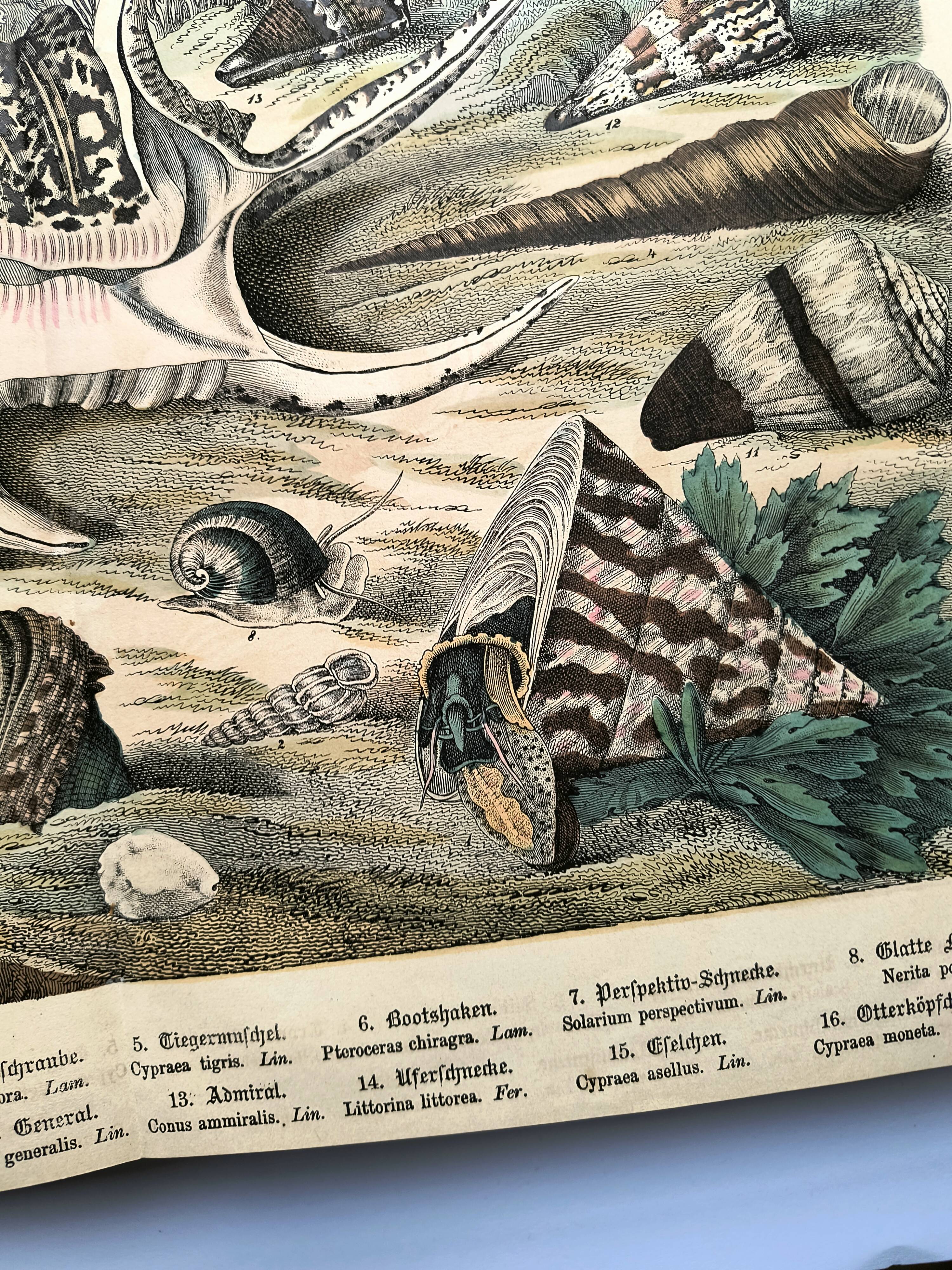 Gravure ancienne 1886 - Coquillages et mollusques 1.Lithographie planche