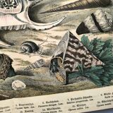 Gravure ancienne 1886 - Coquillages et mollusques 1.Lithographie planche