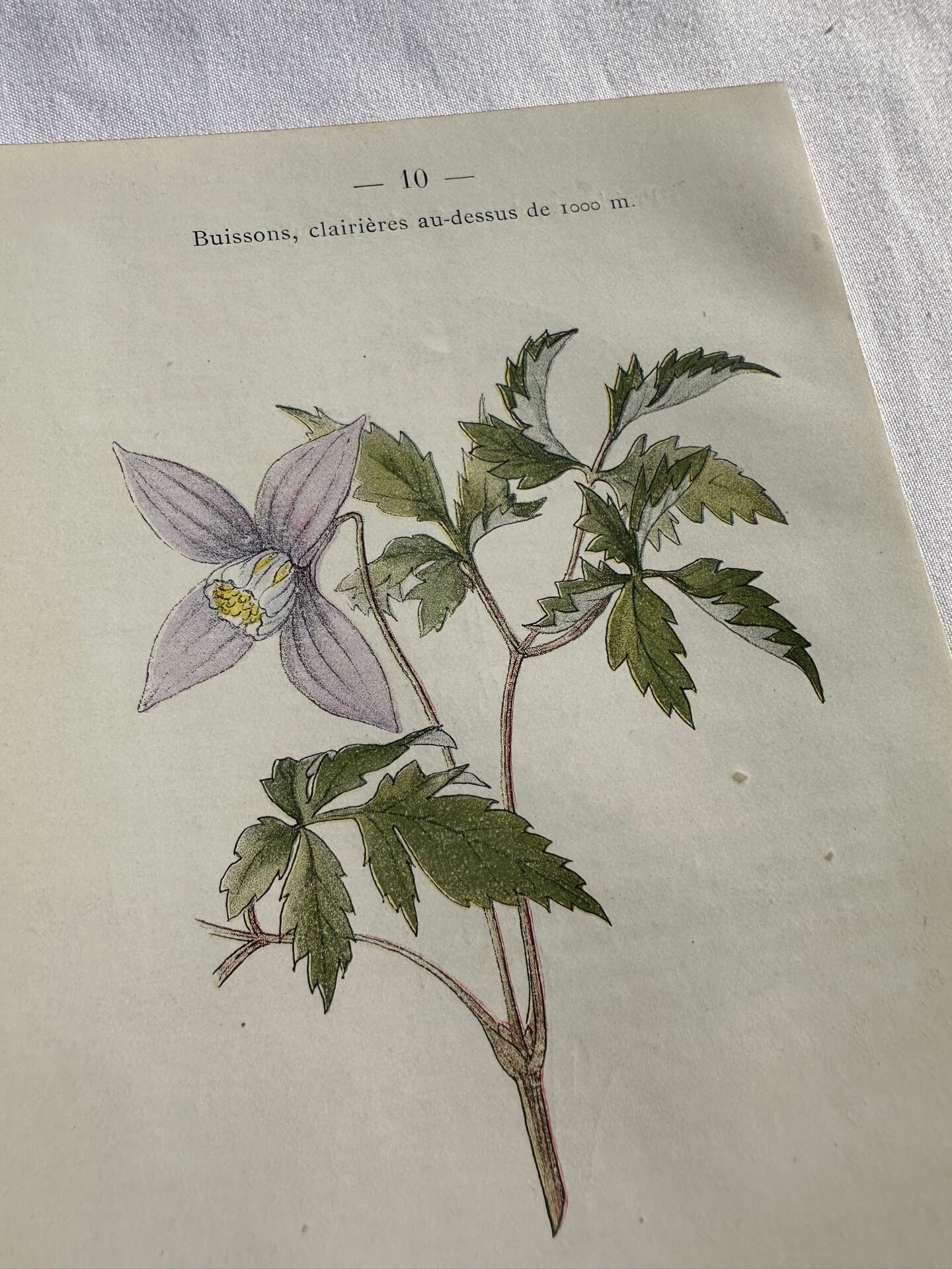 Planche Naturaliste – Gravure botanique ancienne 19eme  recto verso
