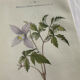 Planche Naturaliste – Gravure botanique ancienne 19eme  recto verso
