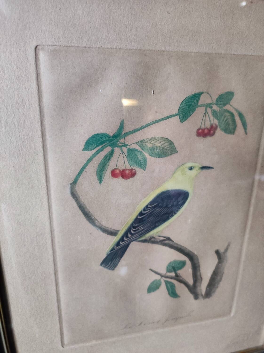 Colorized engraving, Loriot Jonquille, 19th century