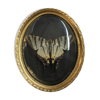 Butterfly under curved frame
