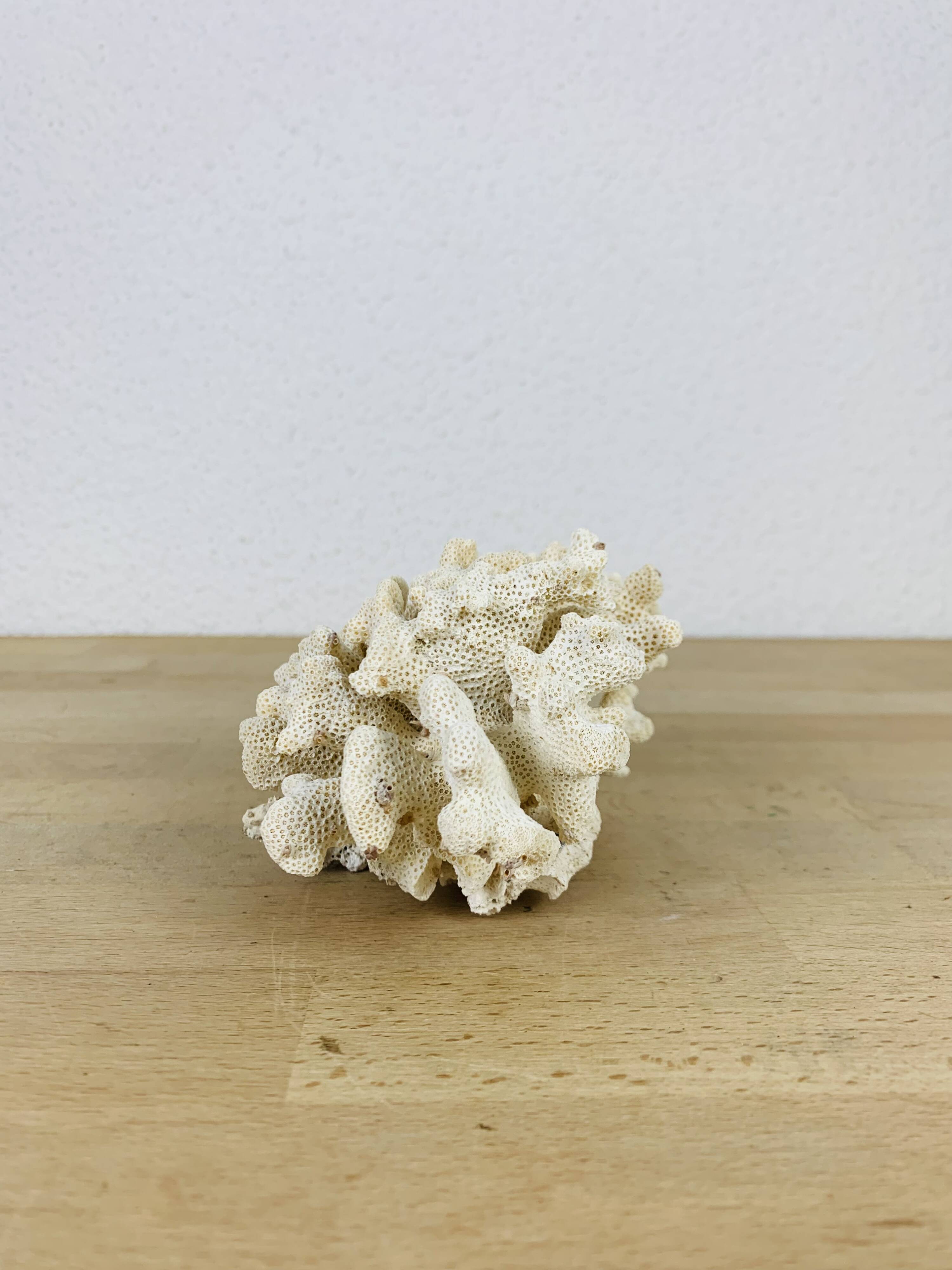 Old white coral 14 cm