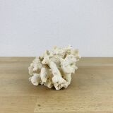 Old white coral 14 cm