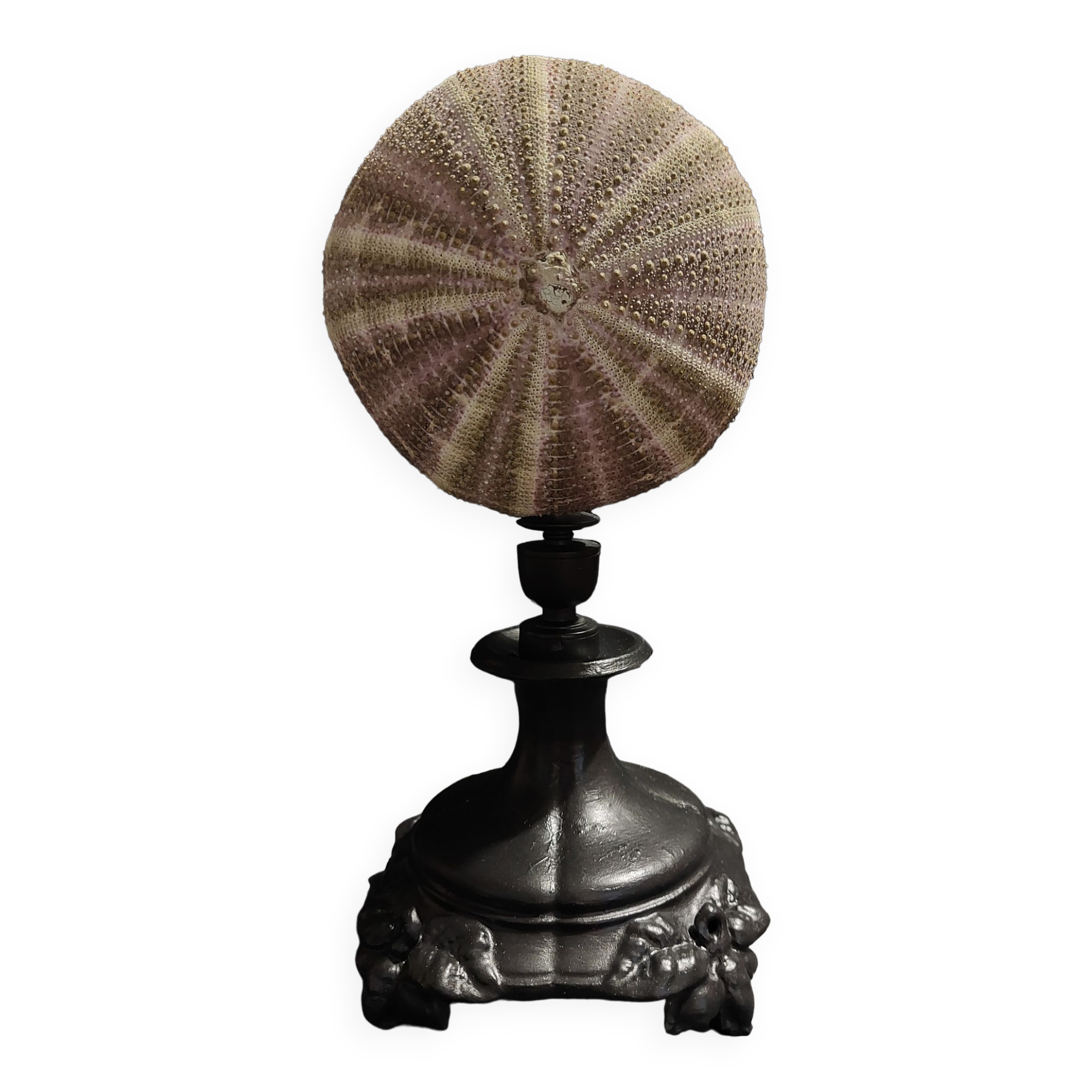 Cabinet of Curiosities sea urchin toxopneustes pileolus on base