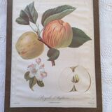 Botanical poster