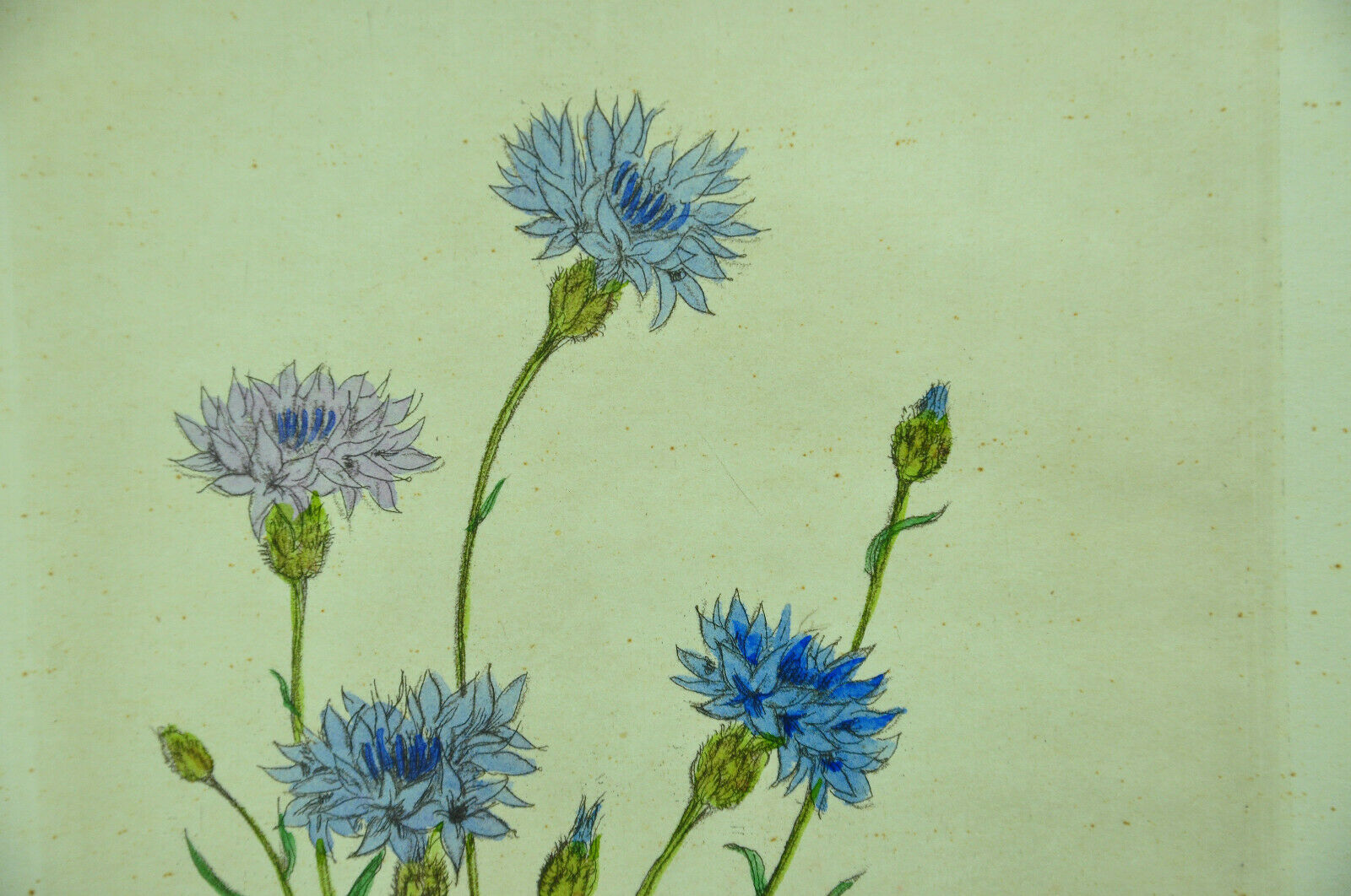 Pair of ancient lithographs of signed floral engravings to be identified