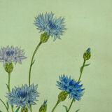 Pair of ancient lithographs of signed floral engravings to be identified
