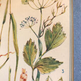 Planche III vintage originale fleurs
