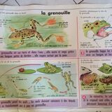 Poster MDI insects and the frog