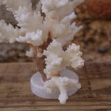 Coral on plinth