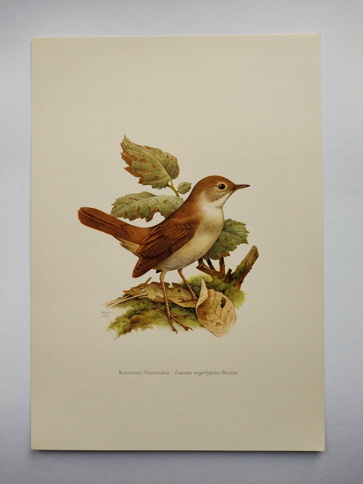 Bird illustration 60s - Nightingale Philomele - vintage zoological and ornithological board