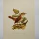Bird illustration 60s - Nightingale Philomele - vintage zoological and ornithological board