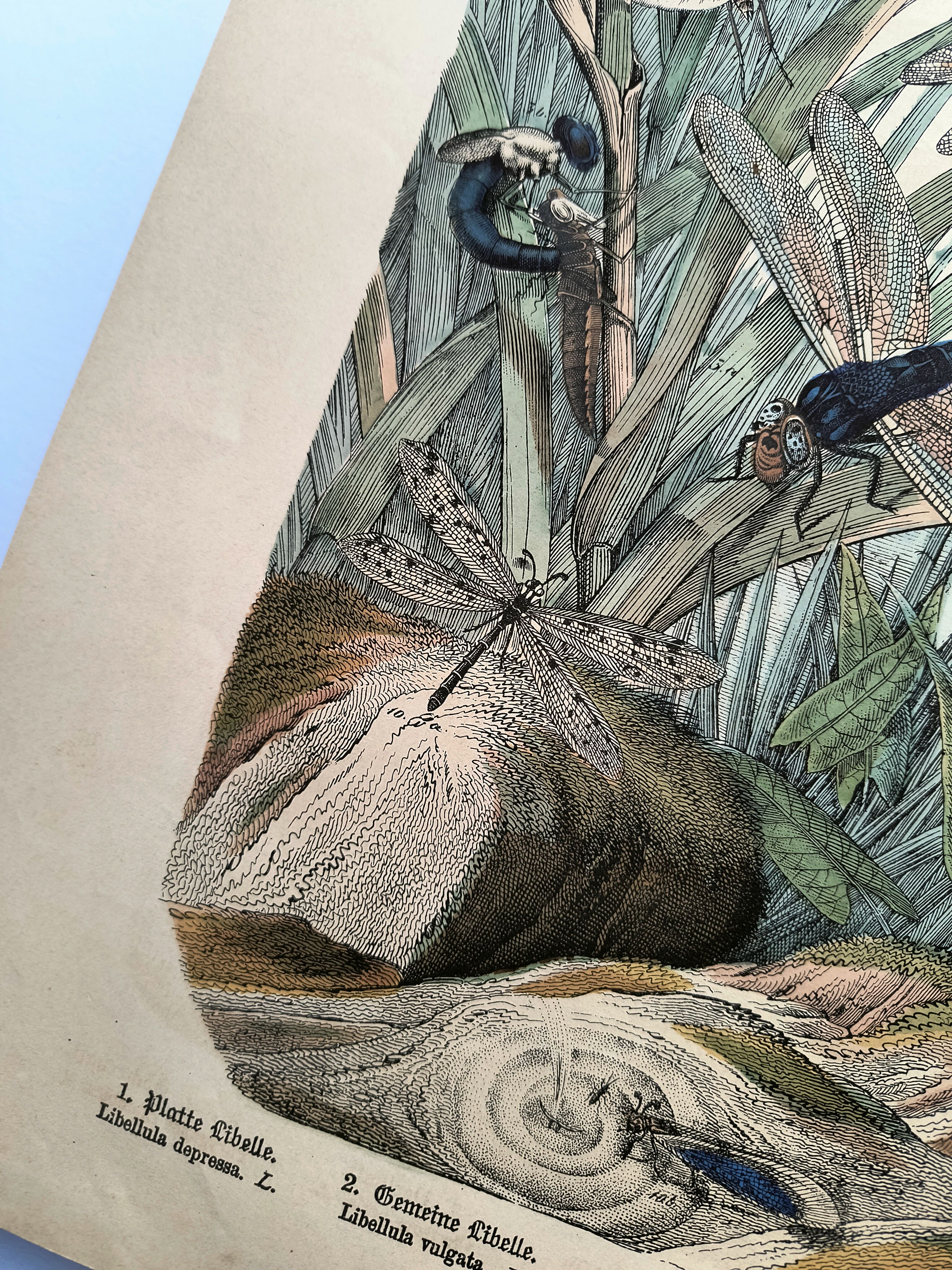Gravure de 1886.  Libellules. Lithographie ancienne zoologique et vintage