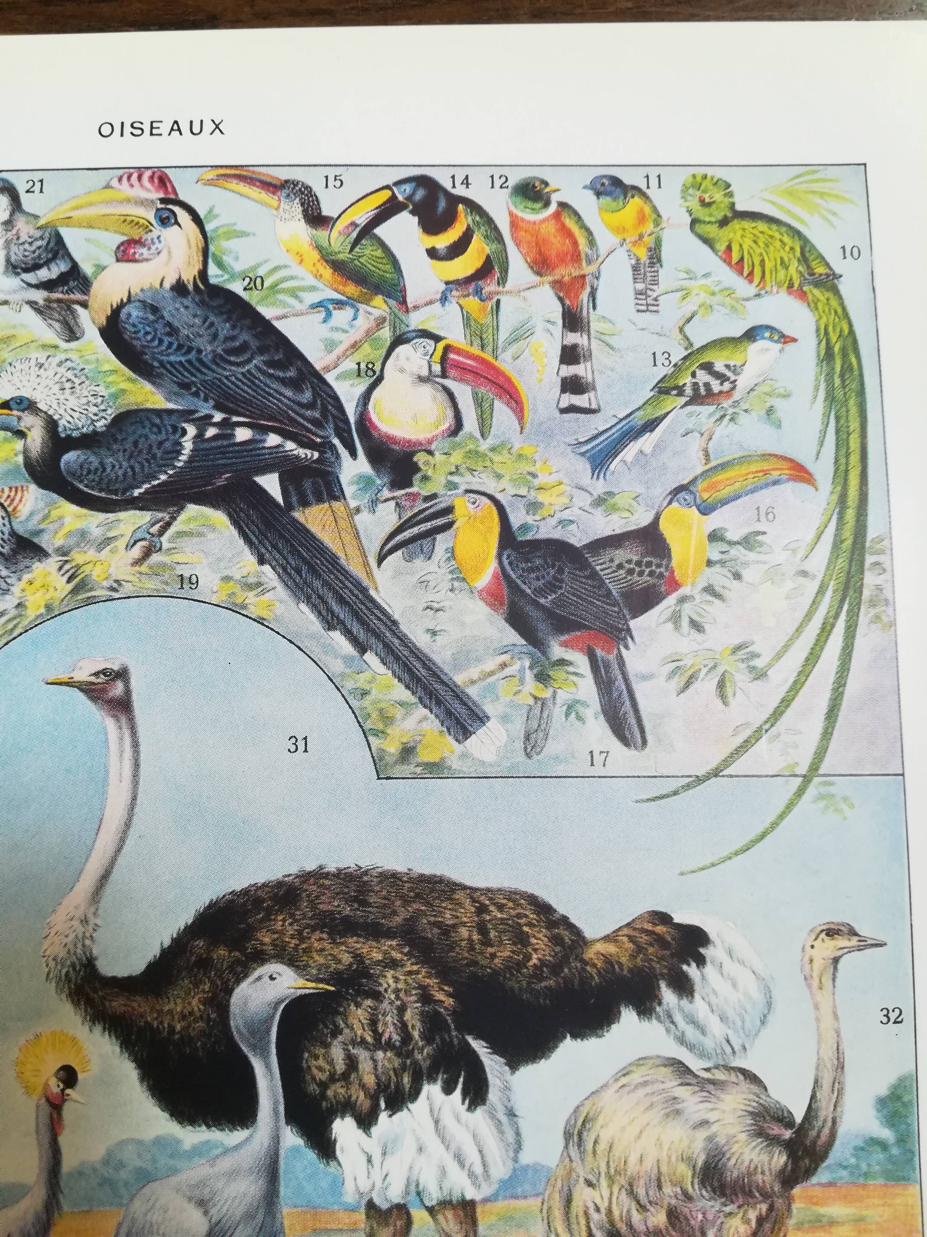 Lithograph on birds of 1928 "ostrich"