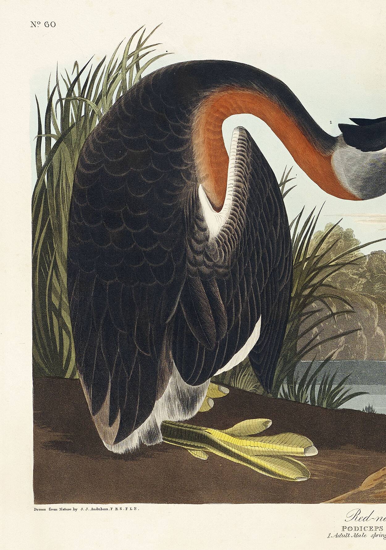 Poster about the Red-necked Grebe, after an old engraving from 1827.