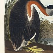 Poster about the Red-necked Grebe, after an old engraving from 1827.