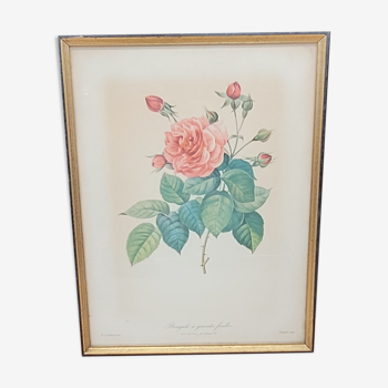 Lithograph Bengal Rose with large leaves