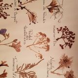 Herbarium plank