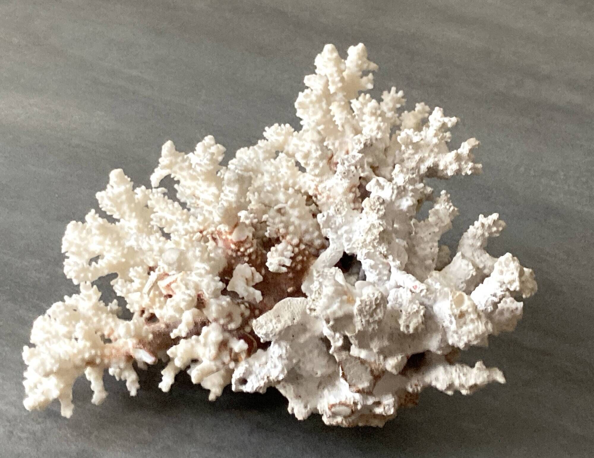Corail blanc grand modèle 1960 sur bois sculpté
