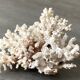 Corail blanc grand modèle 1960 sur bois sculpté