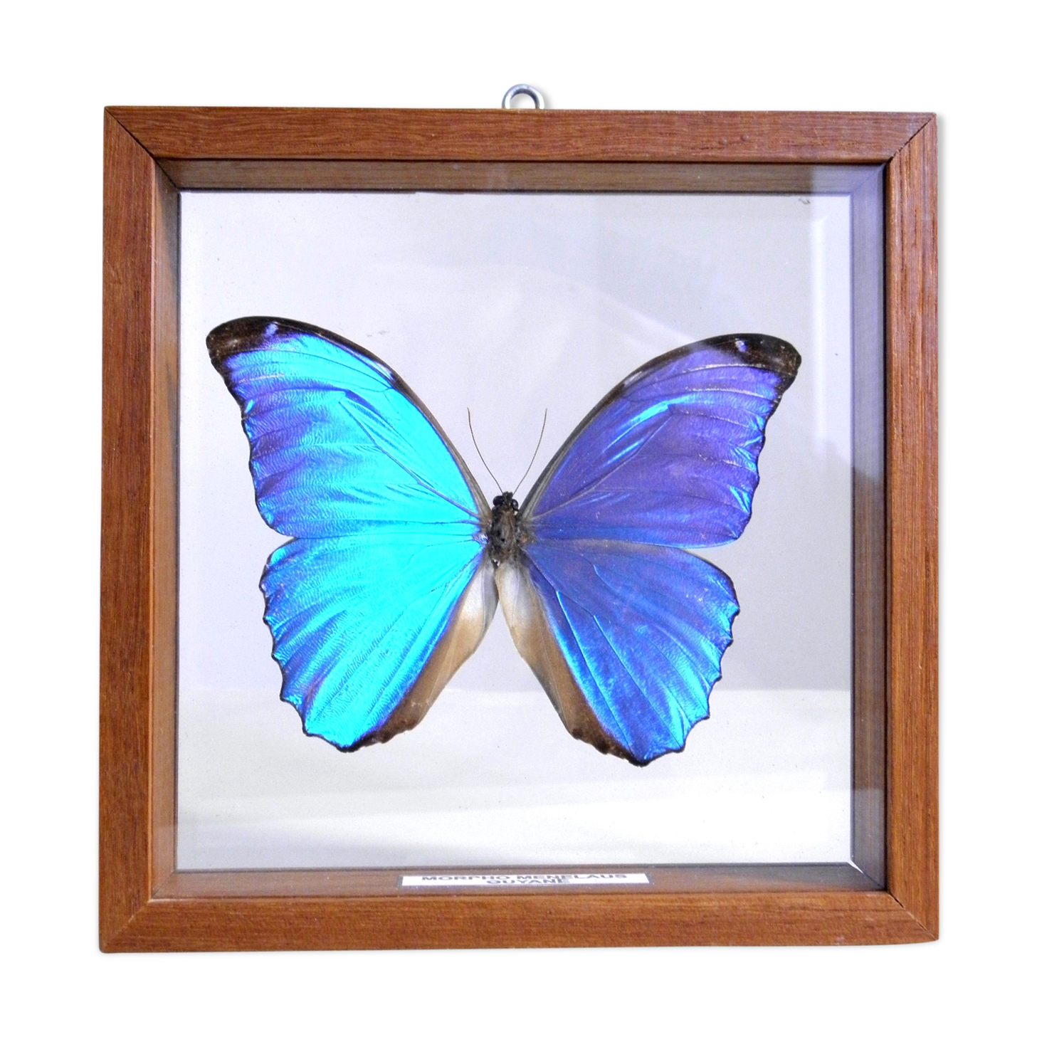 Papillon morpho bleu sous verre