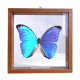 Papillon morpho bleu sous verre