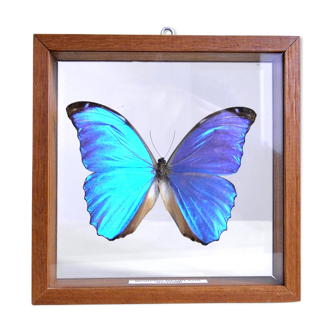 Papillon morpho bleu sous verre