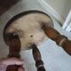 Tripod stool