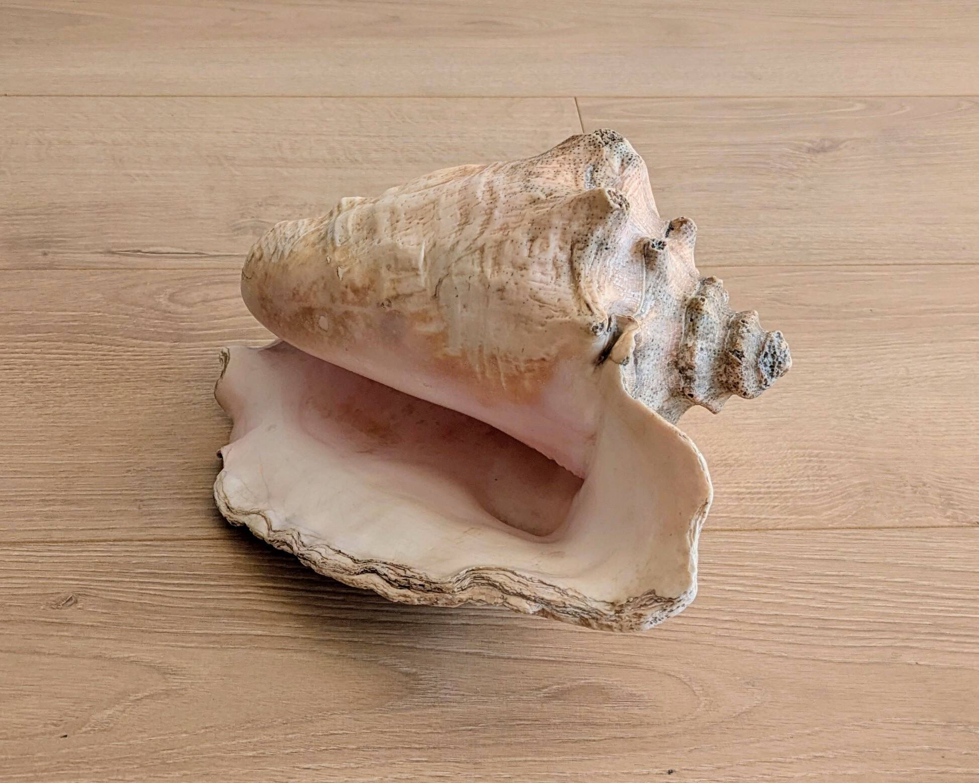 Conch Marine shell - Strombus alatus 26 cm 1.6 kg