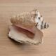 Conch Marine shell - Strombus alatus 26 cm 1.6 kg