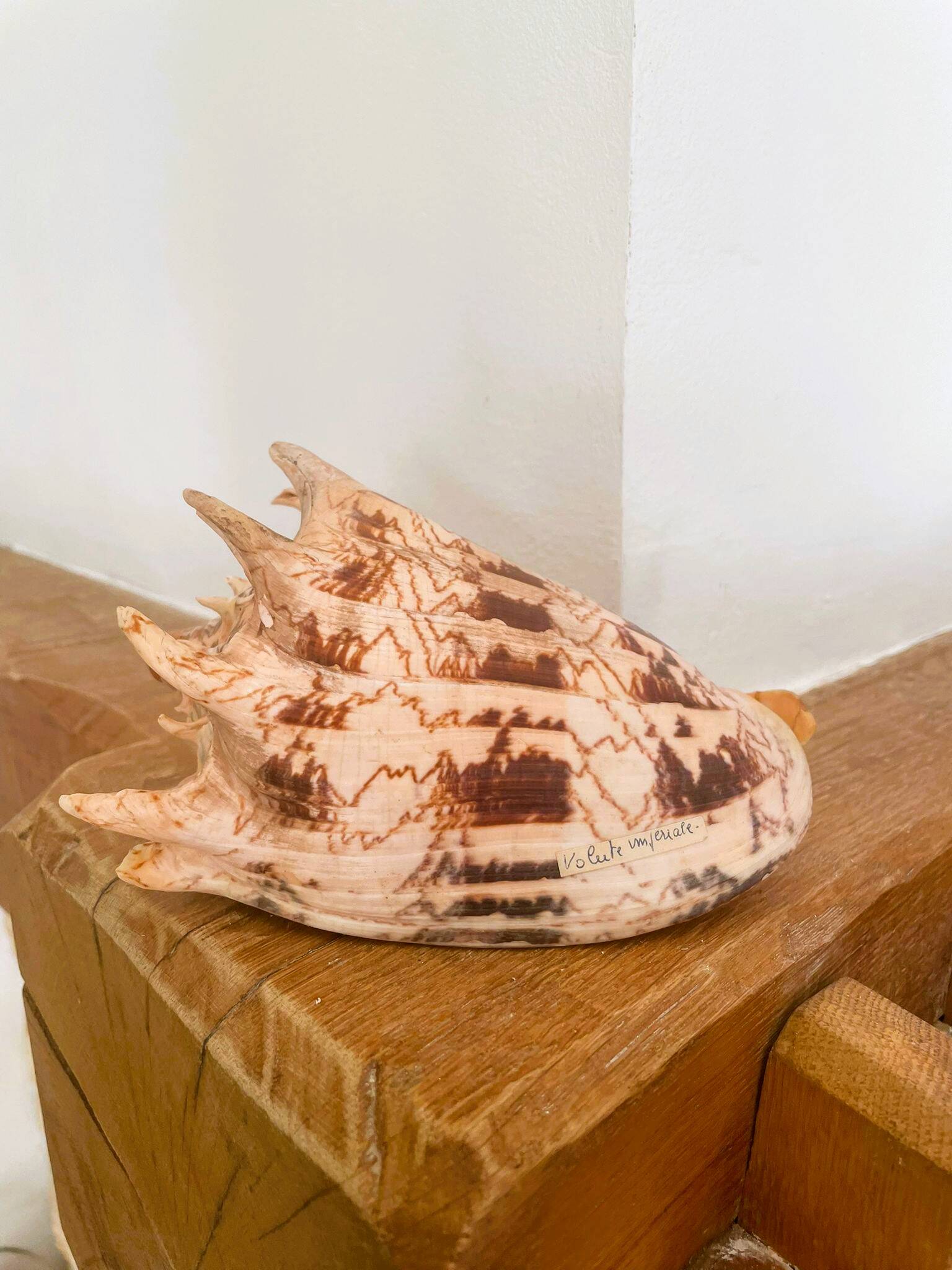 Large seashell: Imperial volute / Cymbiola imperialis