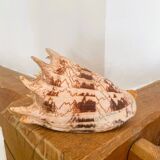 Large seashell: Imperial volute / Cymbiola imperialis