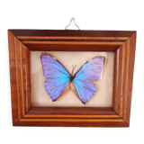 Butterfly frame