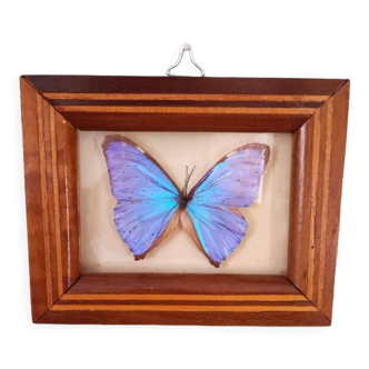 Butterfly frame