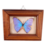 Butterfly frame