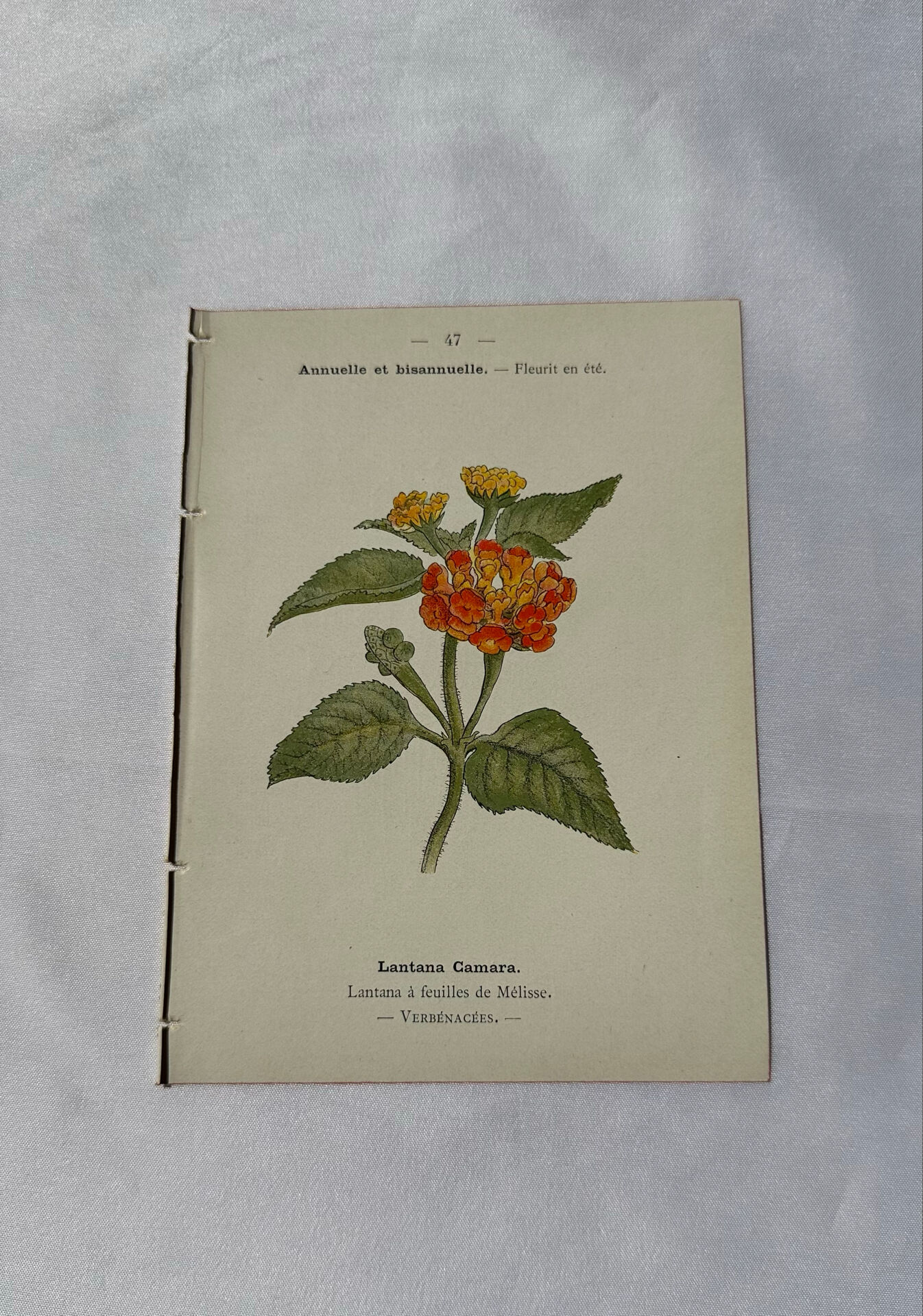 🌿 Botanical Plate Old Naturalist Engraving 19th Century Double-Sided