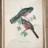 Bird lithographs