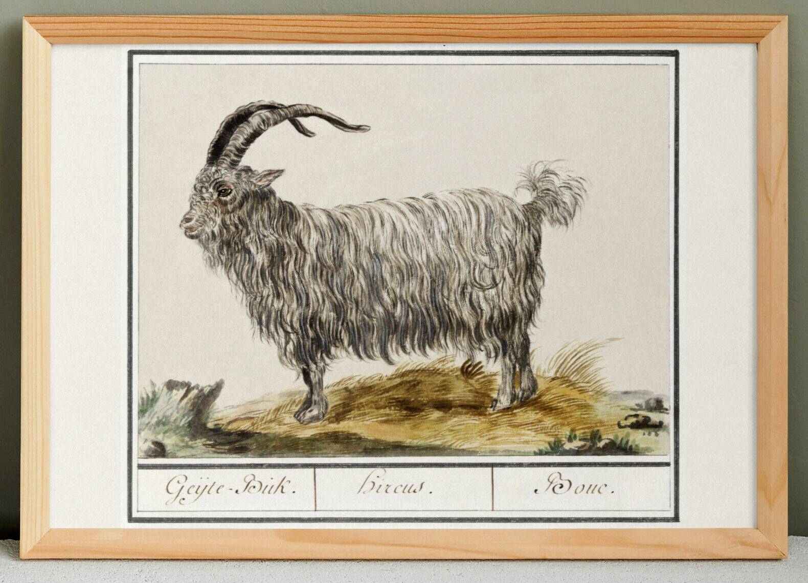 Petite affiche sur le bouc, d'après une gravure ancienne de 1610.