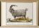 Small poster about the goat, after an old engraving from 1610.