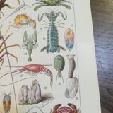 Lithograph on crustaceans from 1928