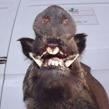 Hunting boar's head trophy