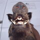 Hunting boar's head trophy
