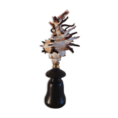 Cabinet of Curiosities shell hexaplex cichoreum on base