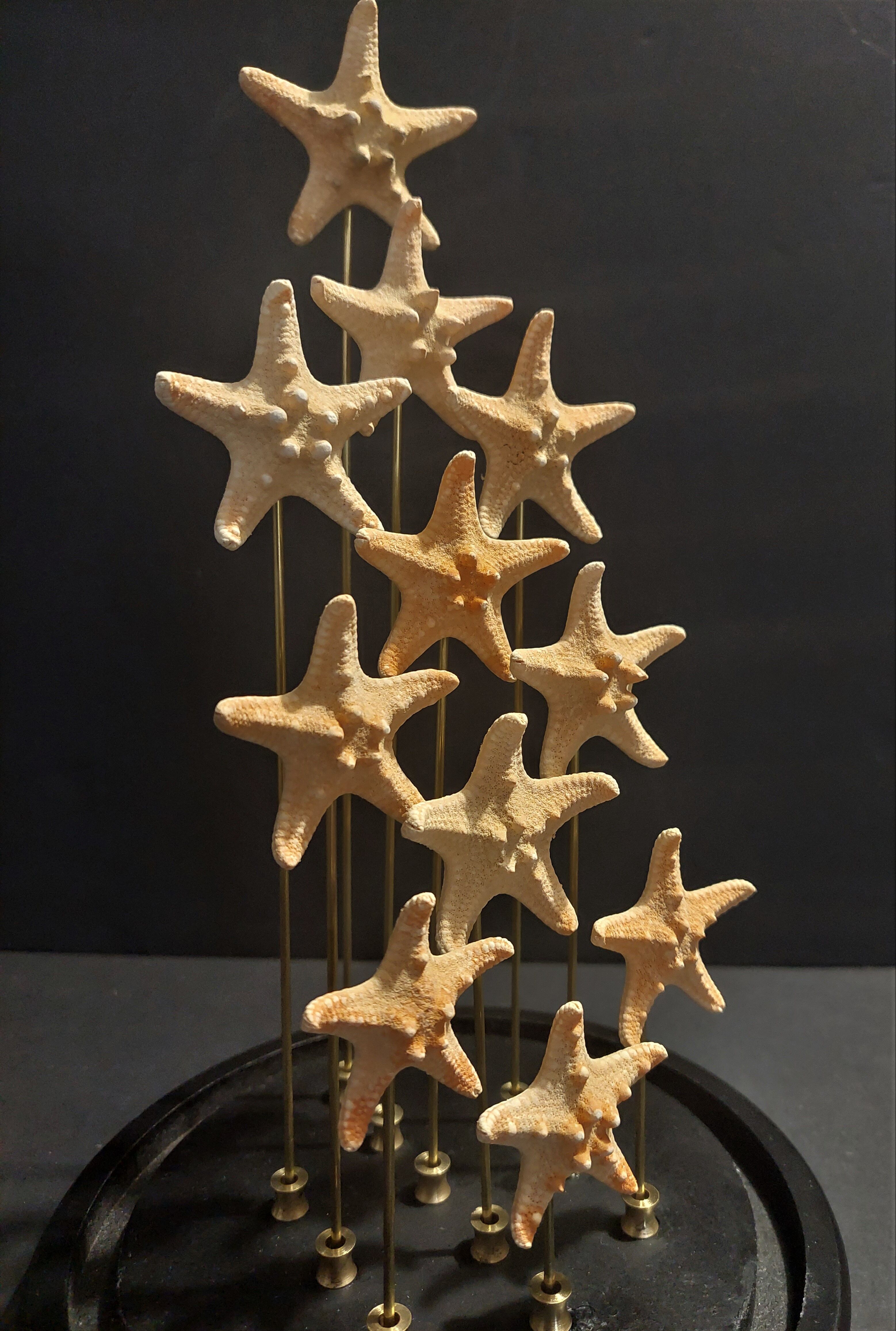 Cabinet of Curiosities starfish globe protoreaster nodosus