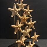 Cabinet of Curiosities starfish globe protoreaster nodosus