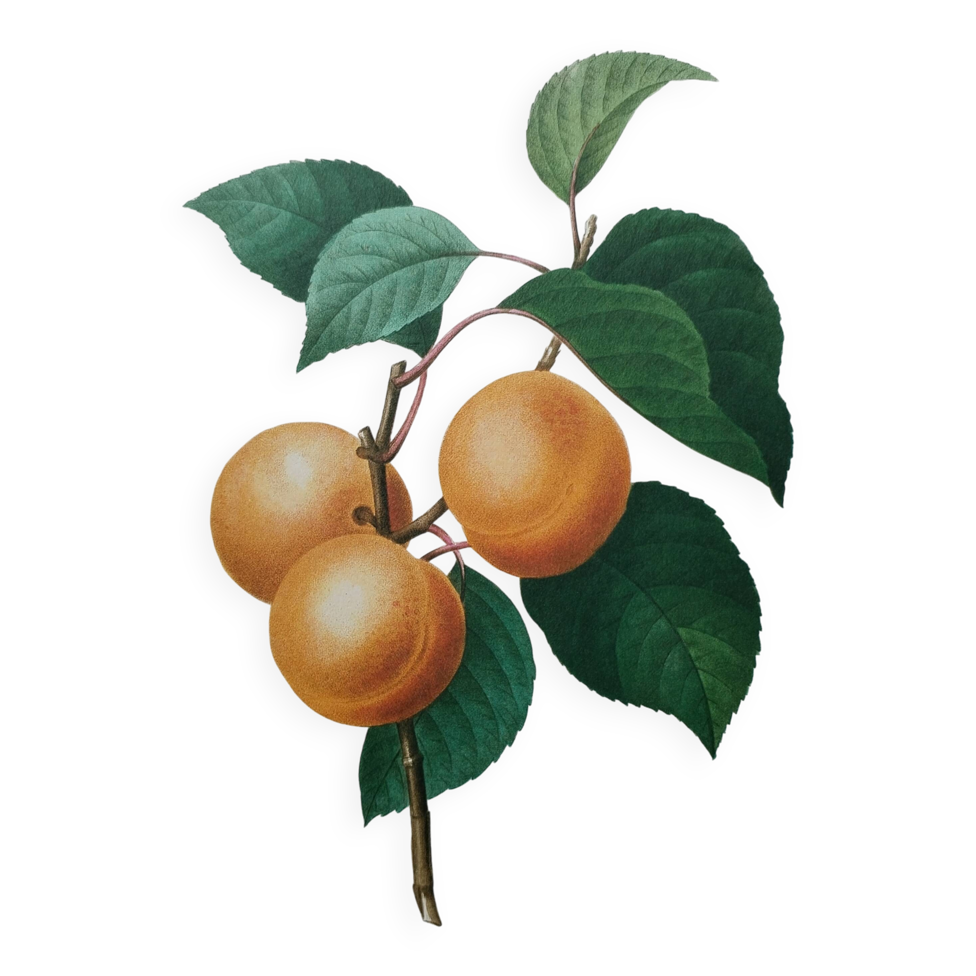 Planche illustrée originale abricot-pêche