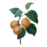 Planche illustrée originale abricot-pêche